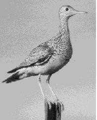 Upland Sandpiper