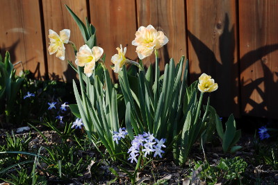 Daffodils and glory in the snow