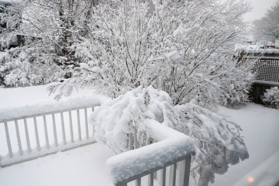 Lilac bush bending under snow